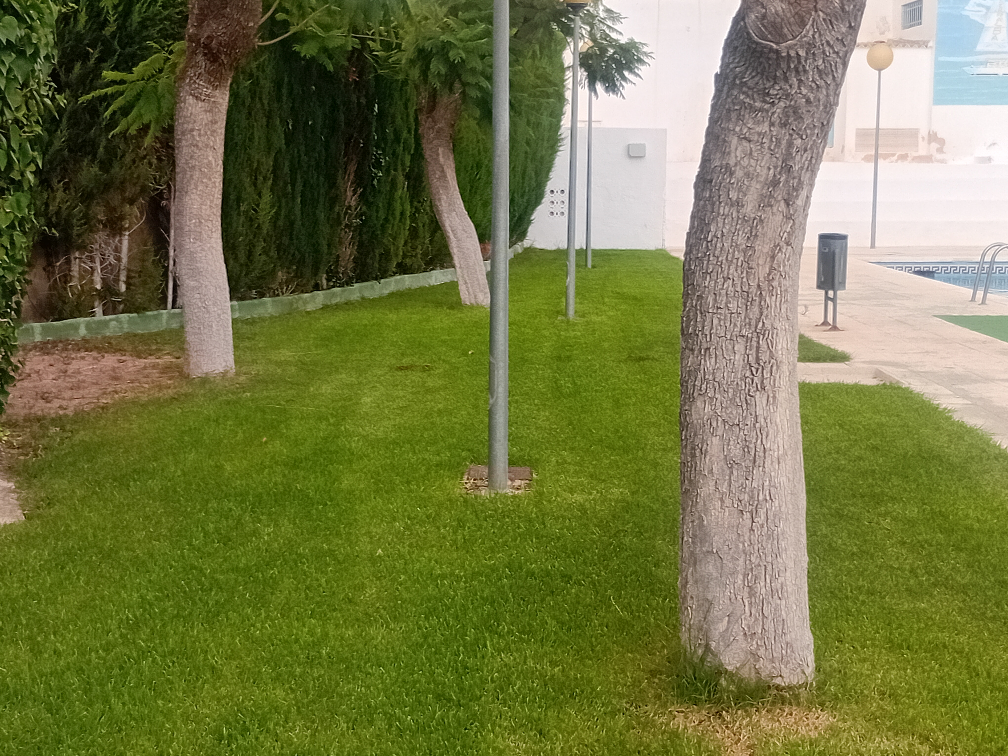 types of lawn grasses. lawn grass.